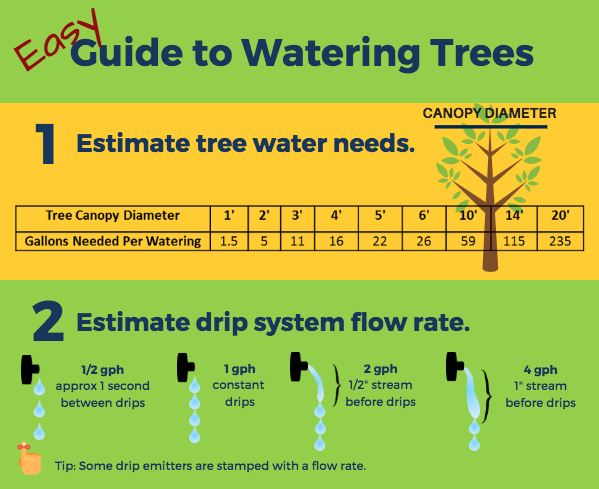 Easy Guide to Watering Trees - Thumb