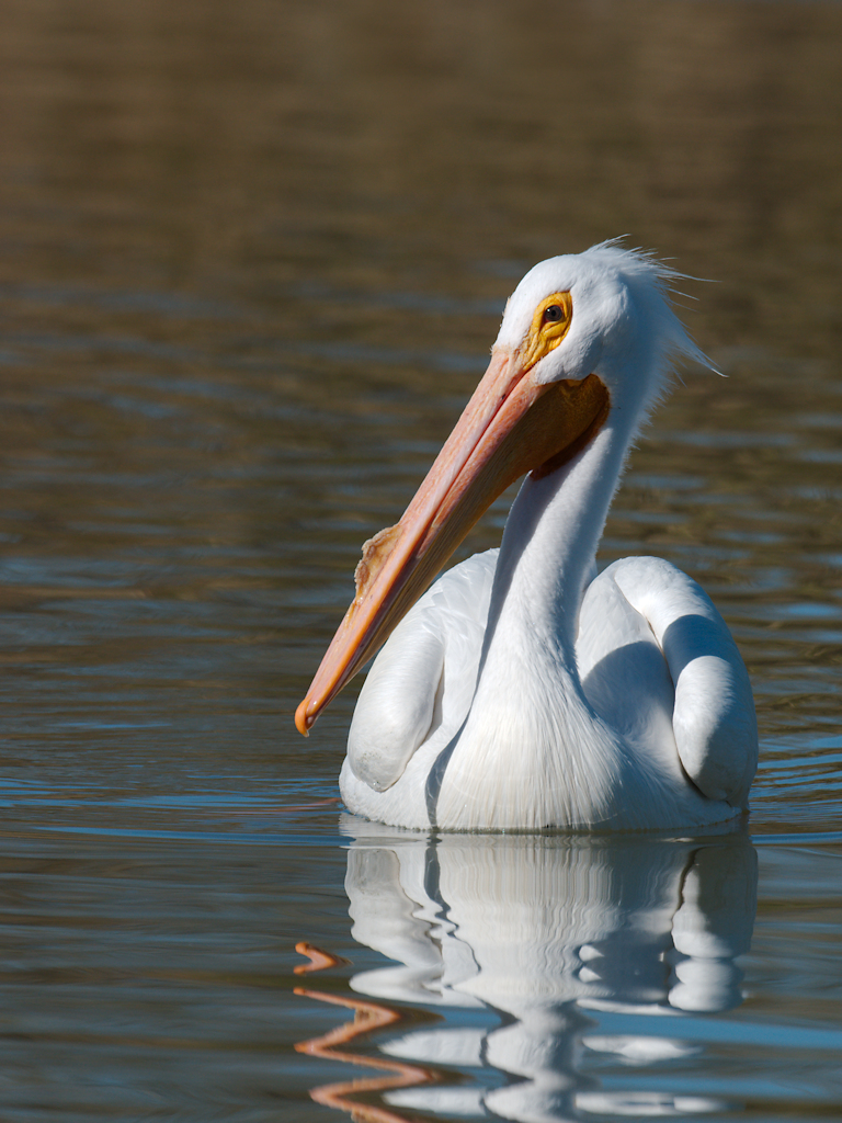 Pelican at Riparian Preserve