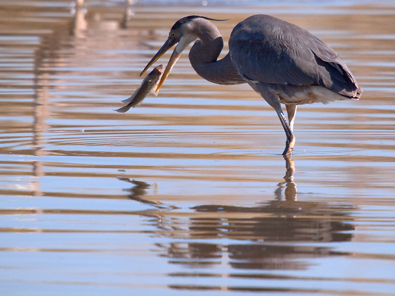 Blue Heron at Riparian Preserve