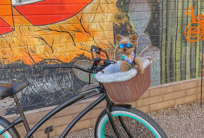 Dog in Bike Basket - News Item