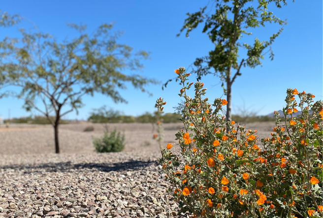 A photo of a desert landcape.