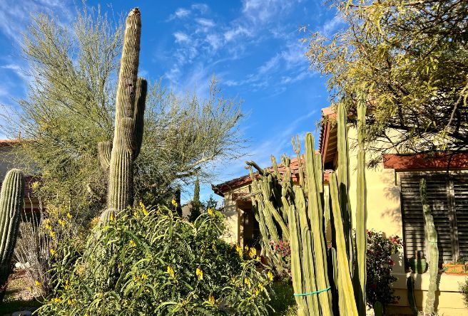 Gilbert Residential Desert Landscape