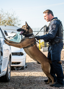 K9 working with partner