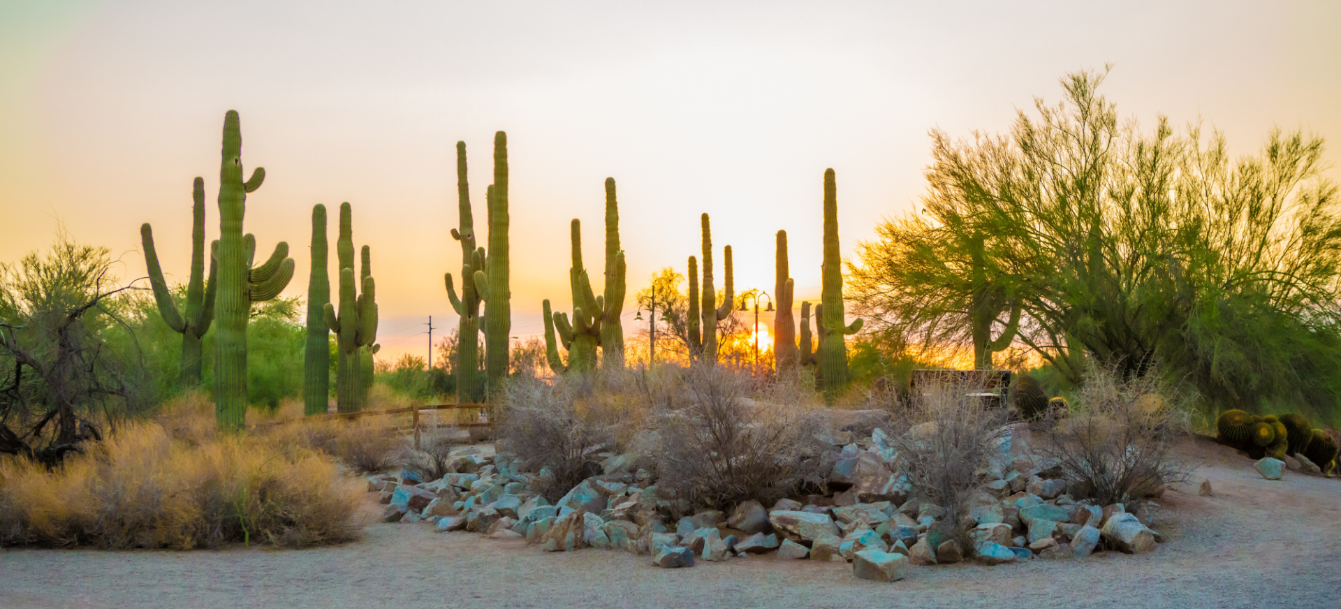 The Cactus Garden at Gilbert's Riparian Preserve at sunset.