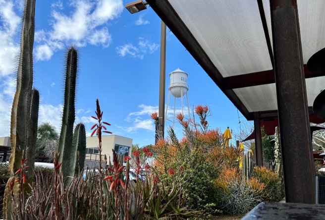 A photo of a cactus garden with the iconic Gilbert Water Tower in the distance.