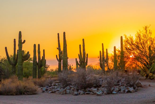 A photo of the cactus garden at Gilbert's Riparian Preserve against a golden sunset.