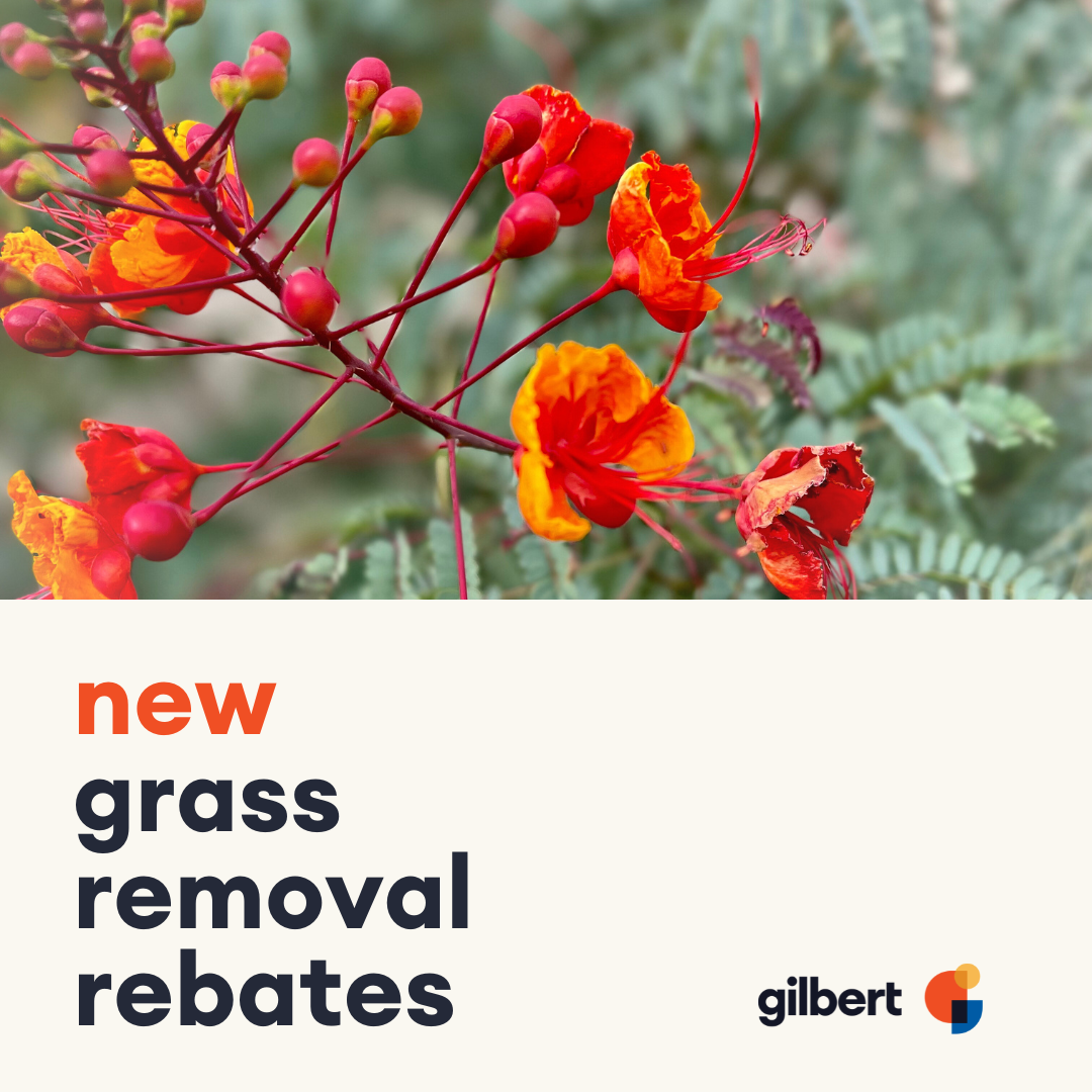 New: Grass Removal Rebates for Residents