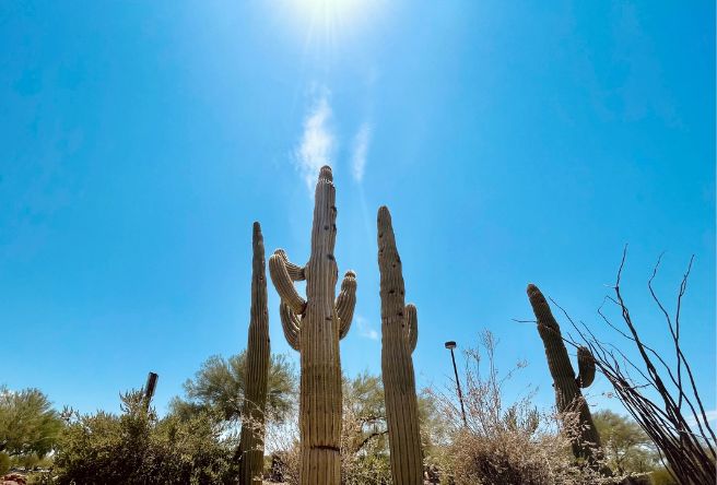 A photo of saguaro cactuses against a bright blue sky as the hot Arizona sun beats down.