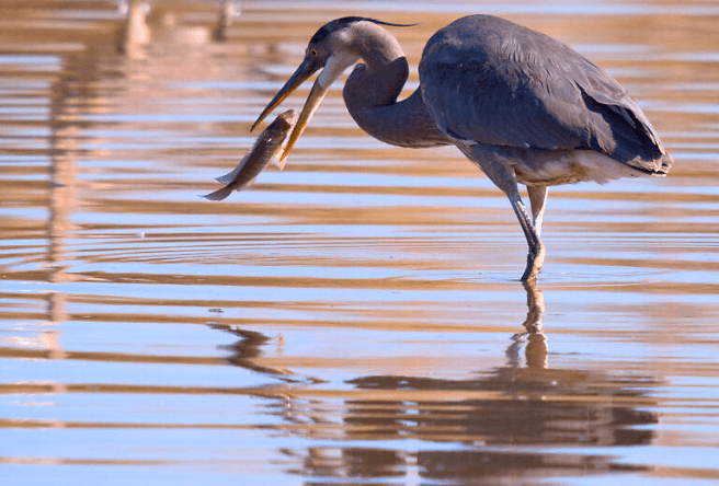 A crane type of bird is seen in the Riparian catching a fish in its beak.