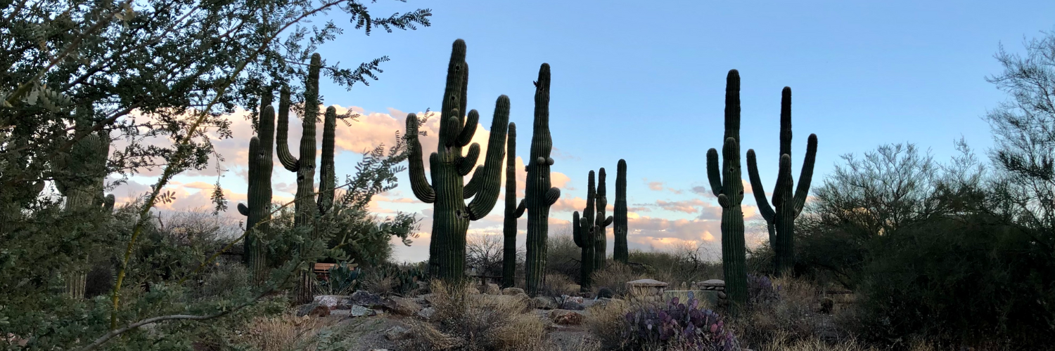 A group of cactus at the Riparian Preserve