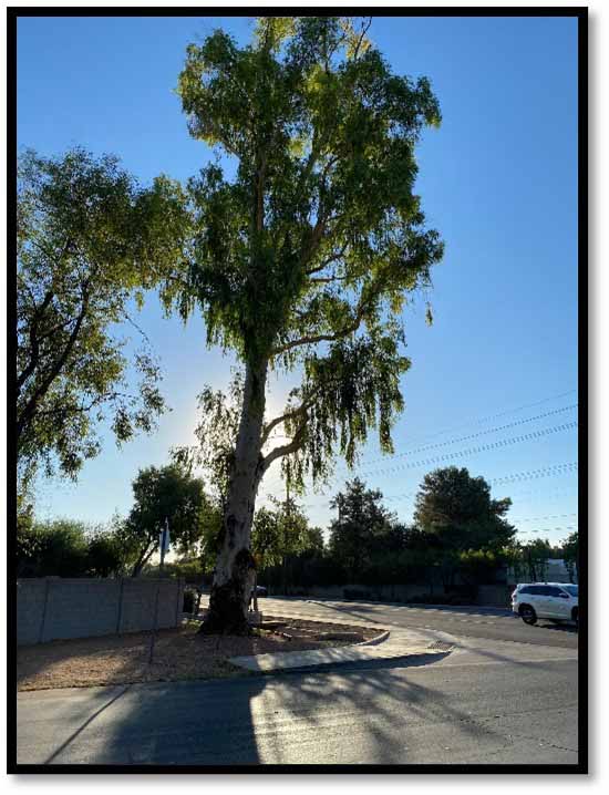 tree, eucalyptus, college park