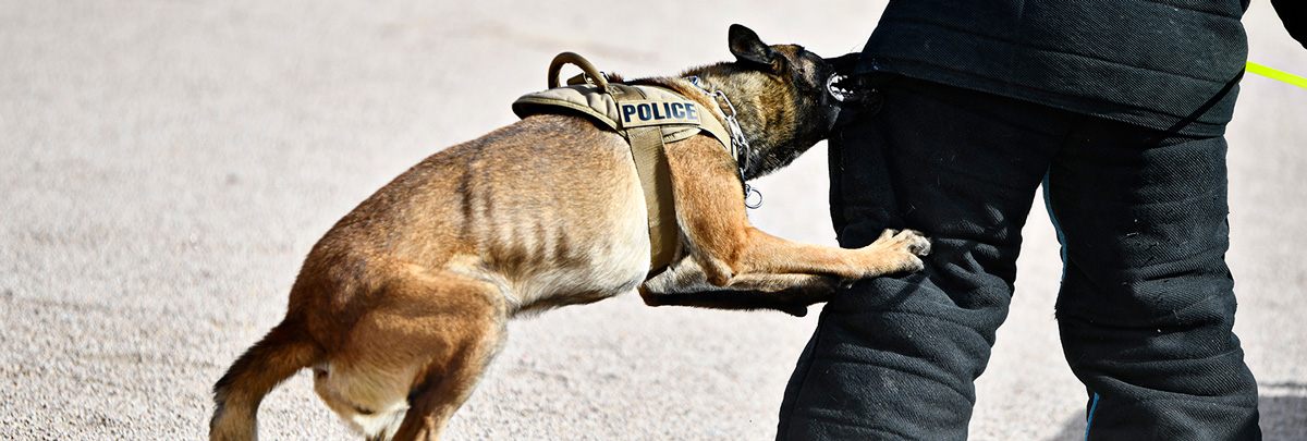 Gilbert Police Department K9 Unit