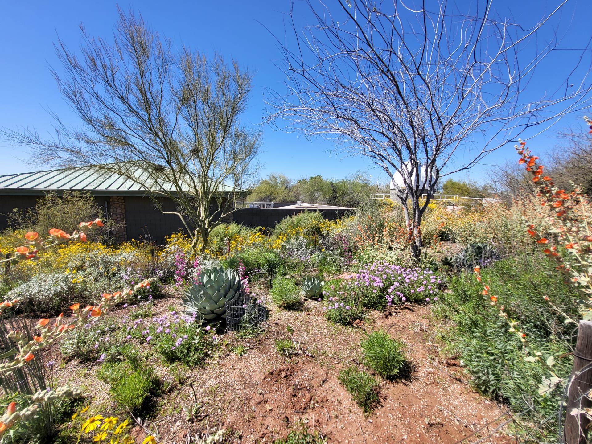 Natural flowers in the Riparian Preserve