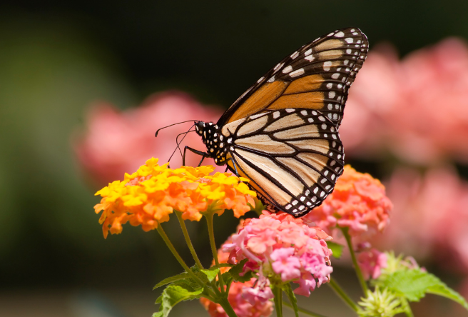 Monarch butterfly on a lantana